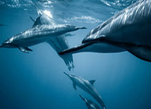 开云官网-莱万面前别提不败！拜仁连杀狼堡药厂完美收官2020